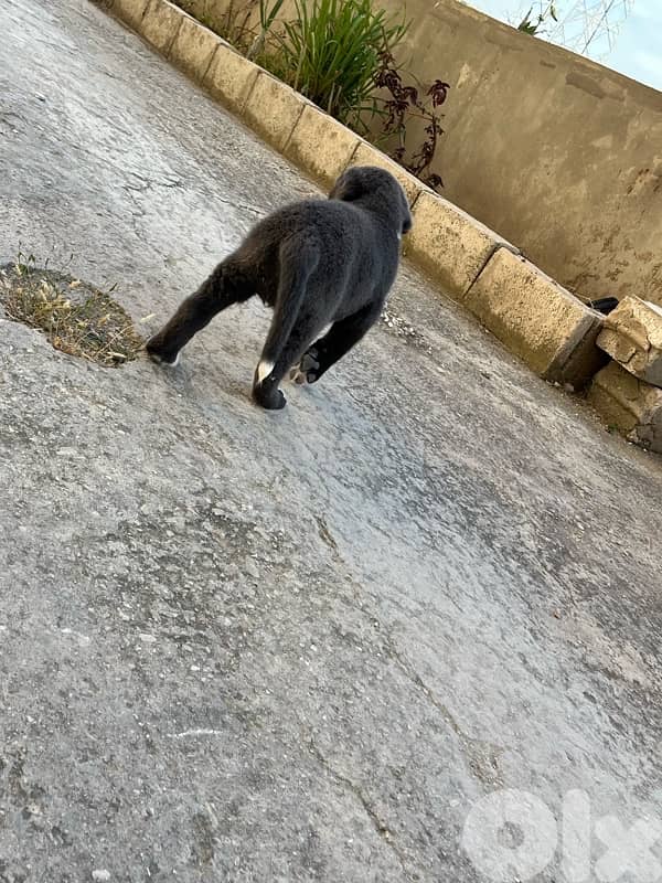 labrador 1