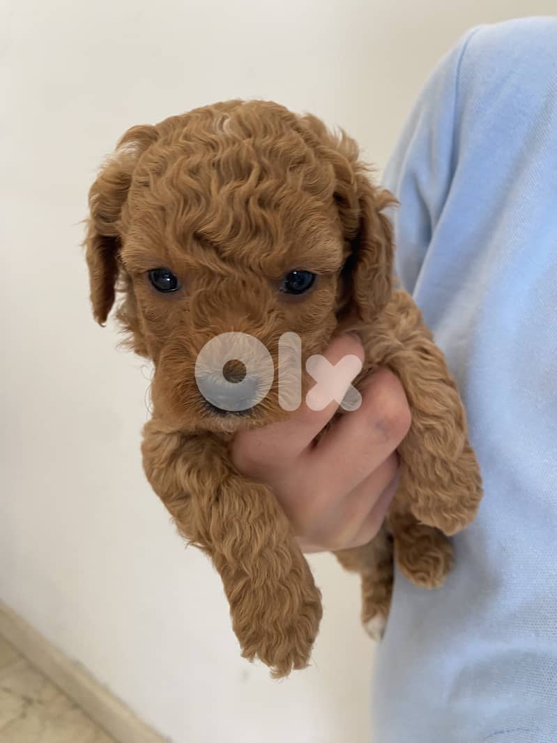  Tiny Toy Poodle Looking for a Loving Home  1
