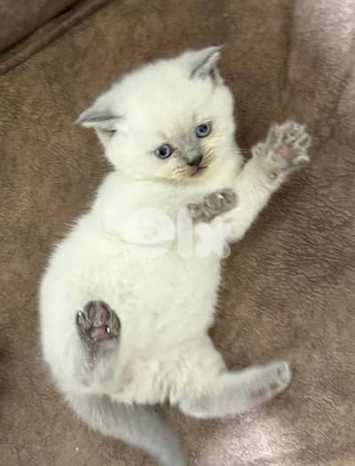 plue point