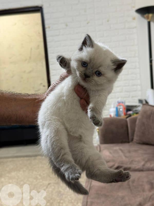 plue point 2