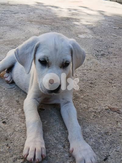 Puppy labrador