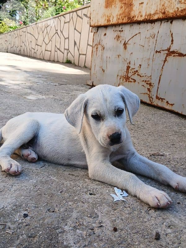 Puppy labrador 3