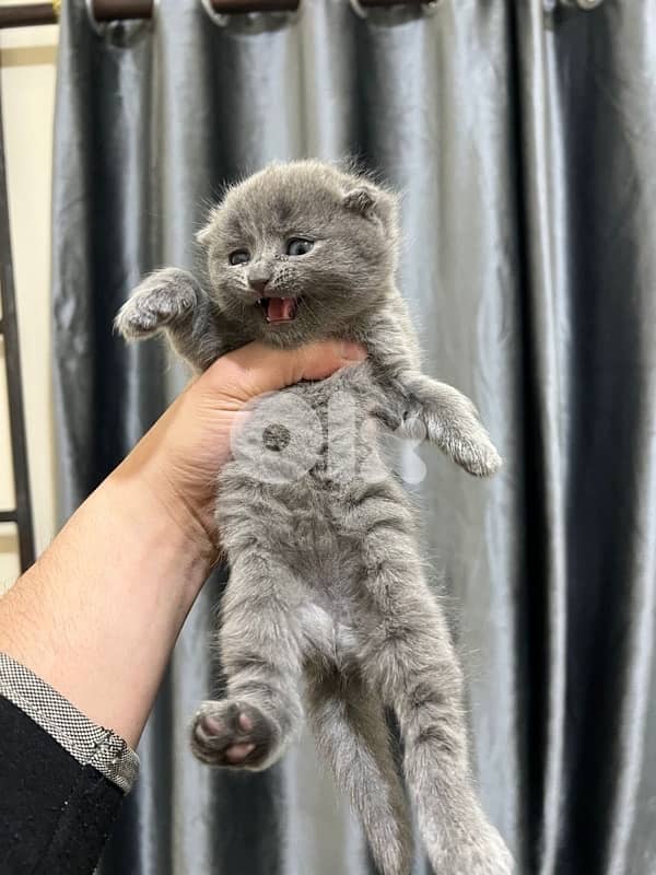 cat for sale more info contact 76 907 583 1