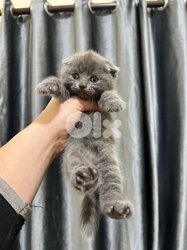 cat for sale more info contact 76 907 583 3