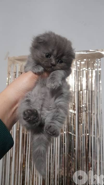 7 kittens for sale