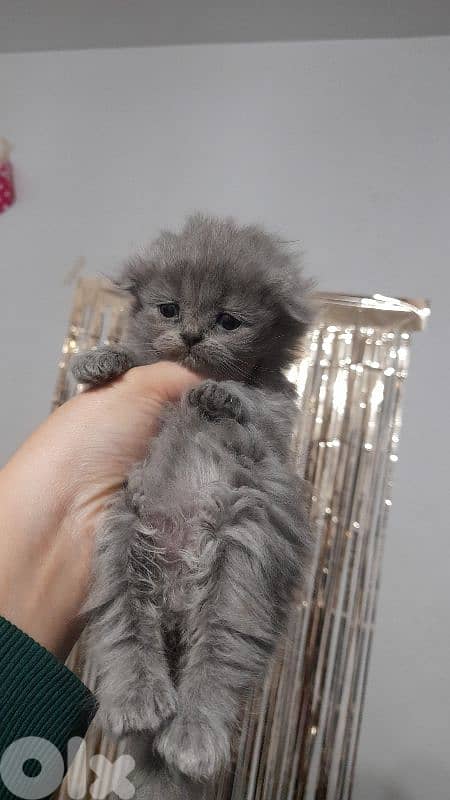 7 kittens for sale 1