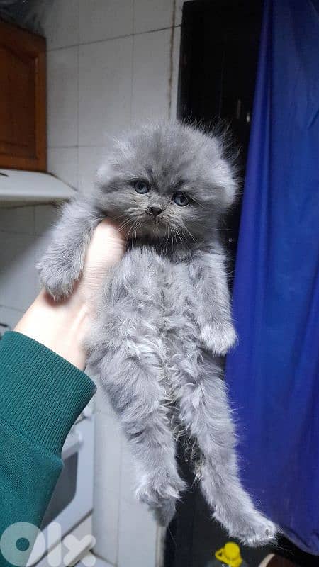 7 kittens for sale 2