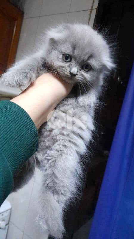 7 kittens for sale 3