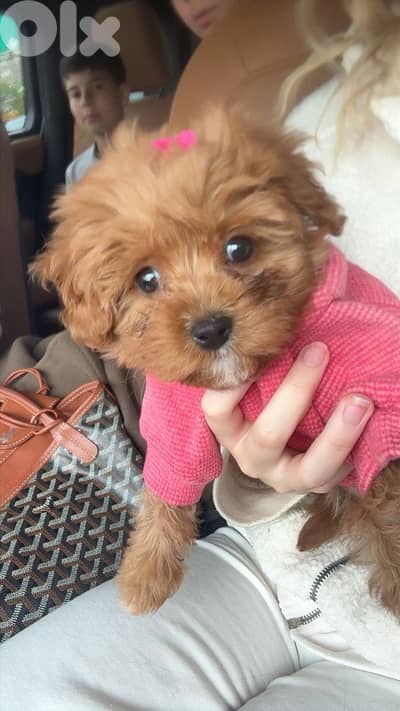 teddy maltipoo