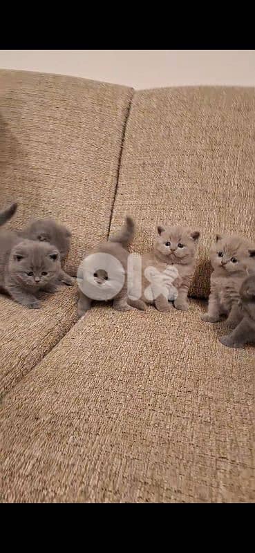 British shorthair & Scottish fold kittens for RESERVATION