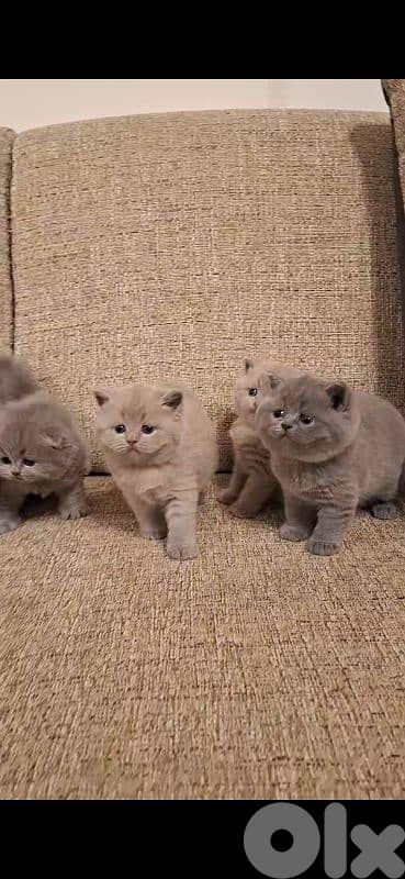 British shorthair & Scottish fold kittens for RESERVATION 8