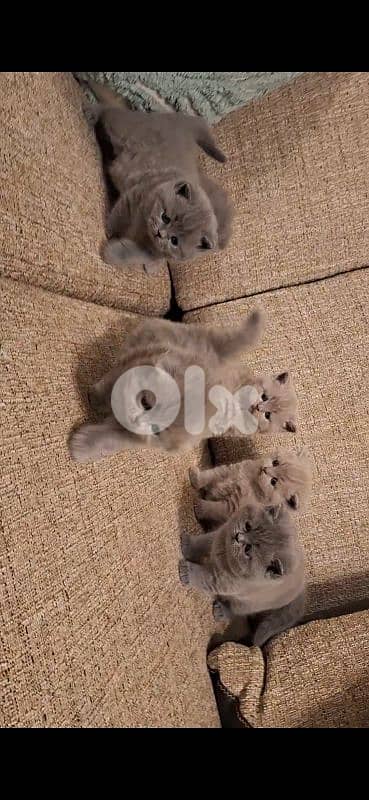 British shorthair & Scottish fold kittens for RESERVATION 9