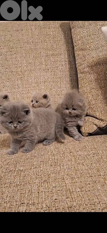 British shorthair & Scottish fold kittens for RESERVATION 10
