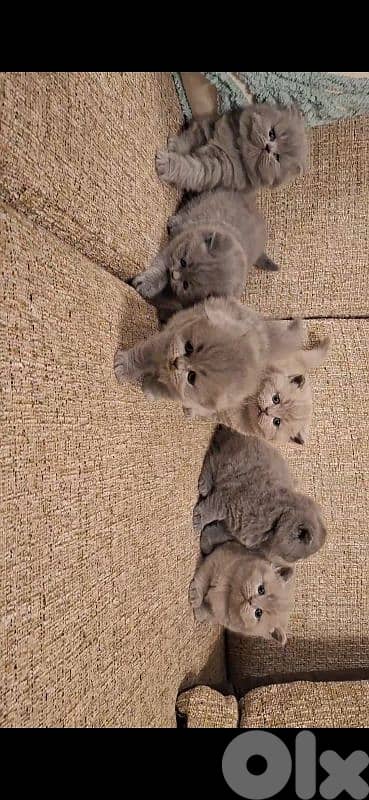 British shorthair & Scottish fold kittens for RESERVATION 11