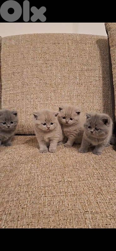 British shorthair & Scottish fold kittens for RESERVATION 12