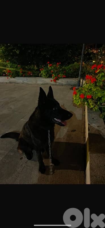 gsd full black