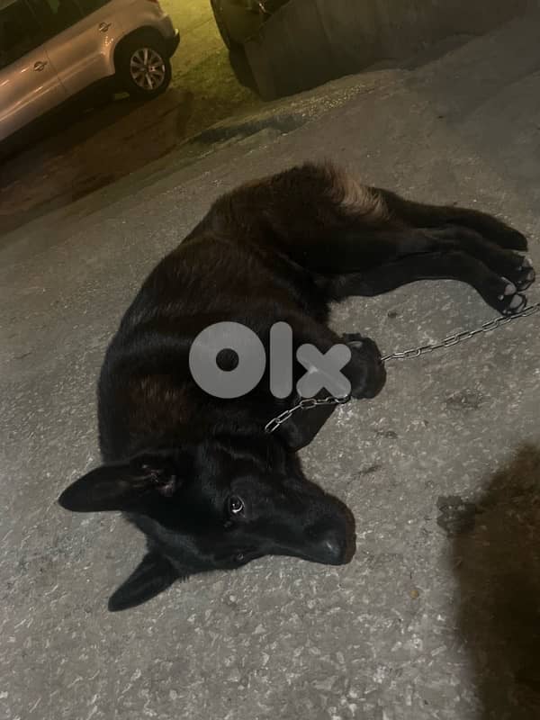 gsd full black 4