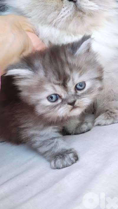 cutest kittens