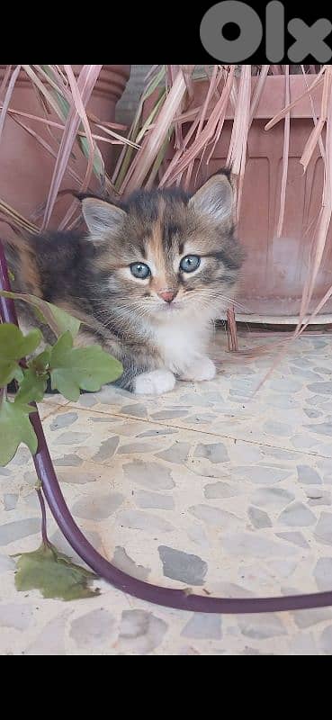cute home cat