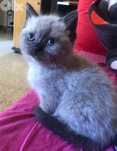 2' females Siamese kittens
