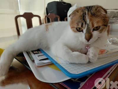 scottish fold kitten