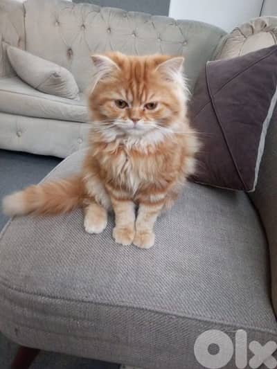 Persian mix scottich