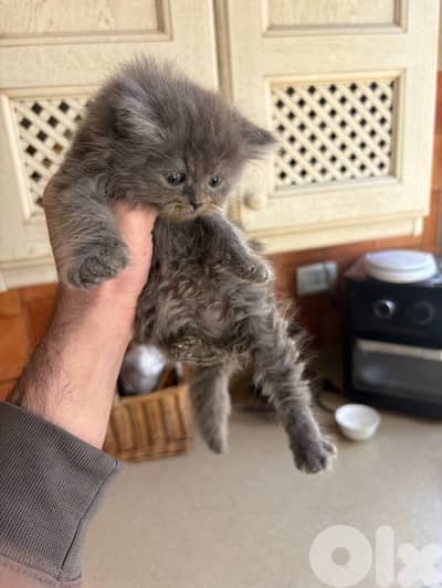 scottich highland - persian kitten