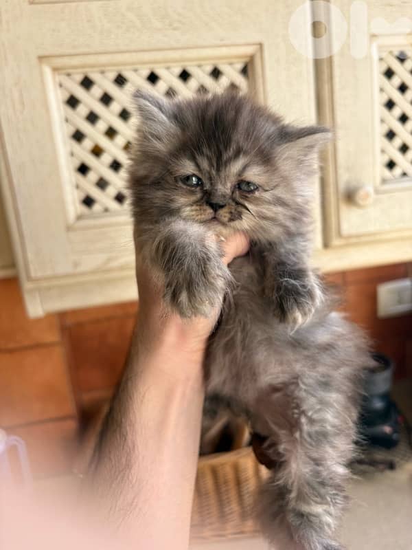 scottich highland - persian kitten 1