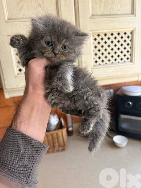 scottich highland - persian kitten 2