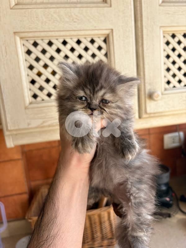 scottich highland - persian kitten 3