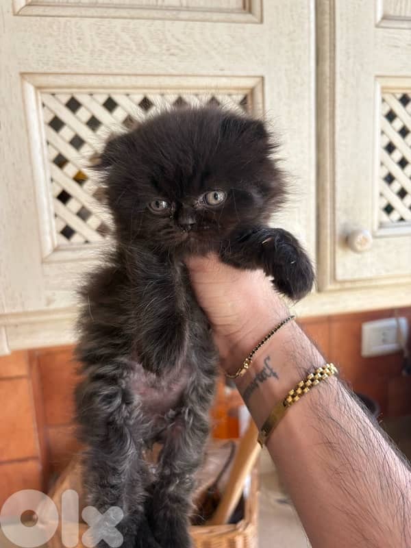 scottich highland - persian kitten 4