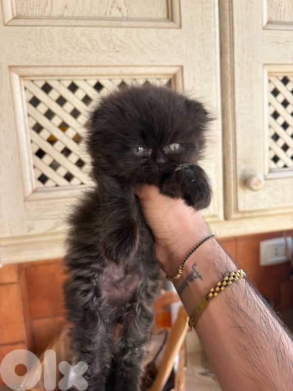 scottich highland - persian kitten 5
