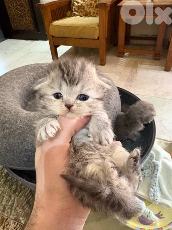 scottich highland - persian kitten 6