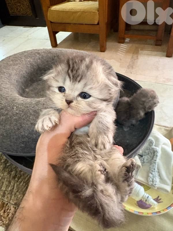 scottich highland - persian kitten 7
