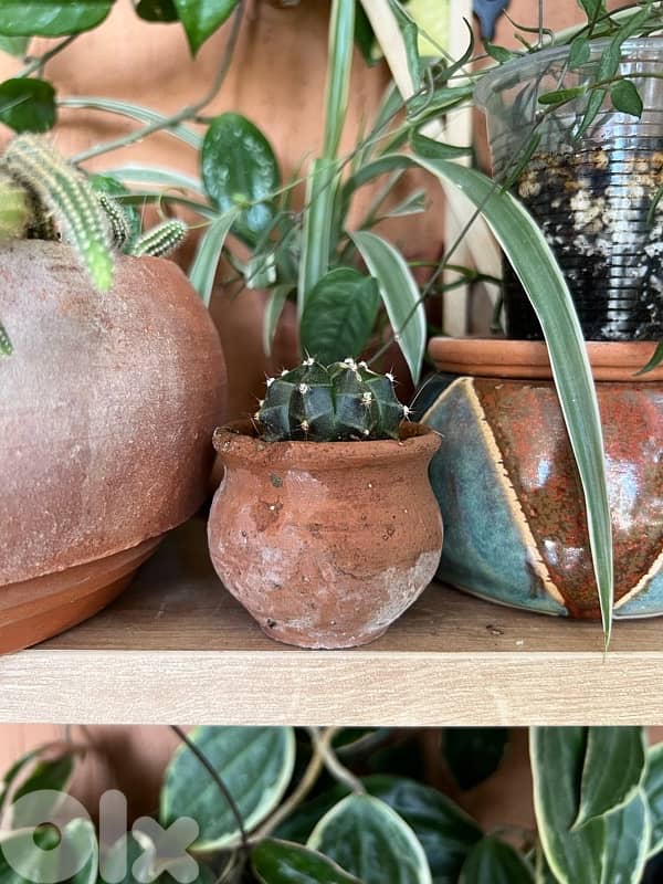 Cacti Succulents Haworthia 1