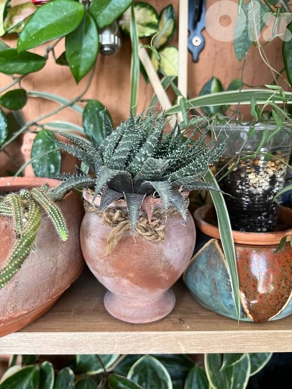 Cacti Succulents Haworthia 2