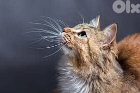 mix tabby