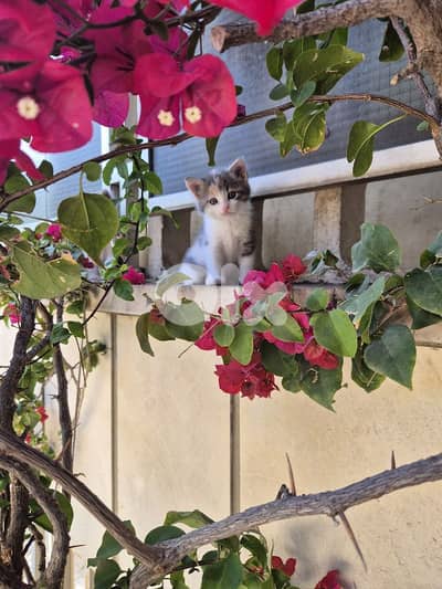 5 kittens free pick any