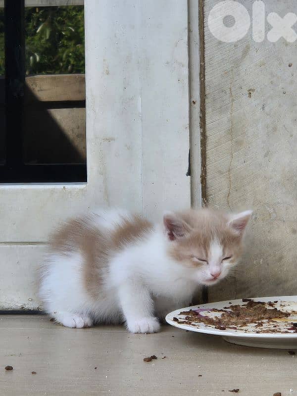 5 kittens free pick any 1