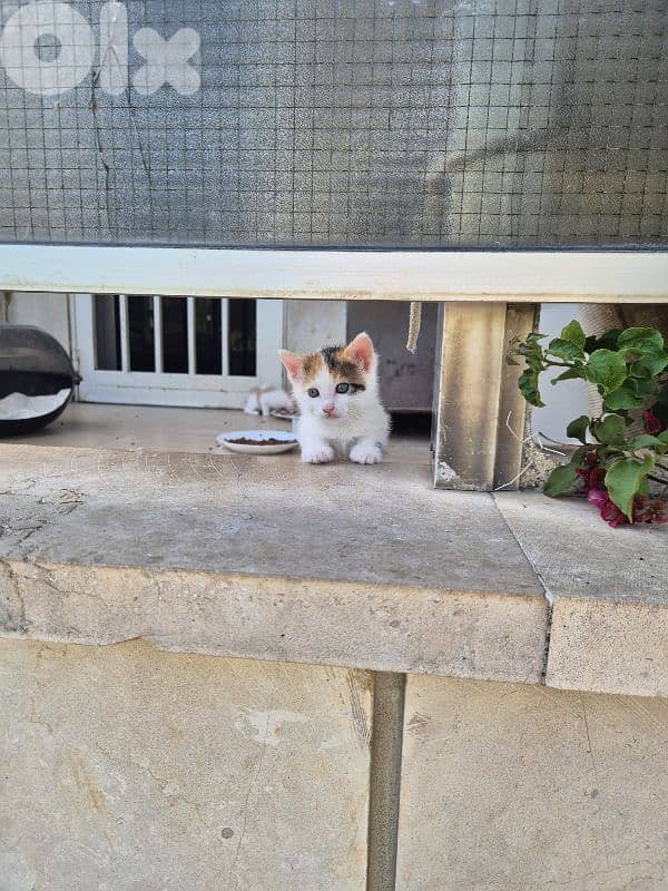 5 kittens free pick any 2