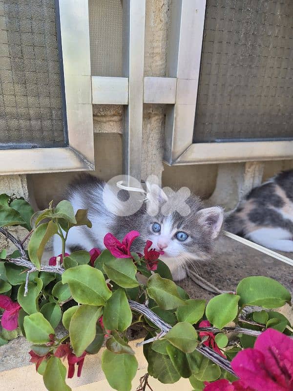 5 kittens free pick any 3