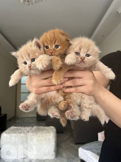 kittens for sale