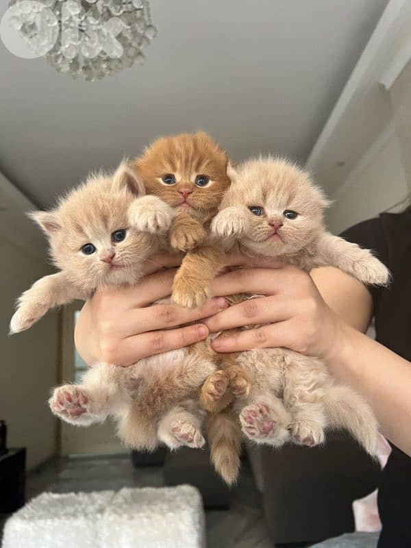 kittens for sale 1