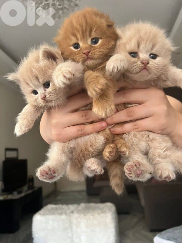 kittens for sale 2