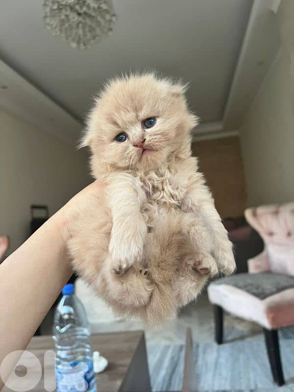 kittens for sale 3