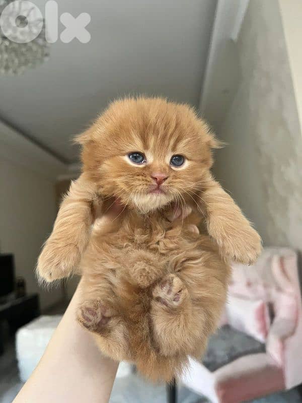 kittens for sale 4