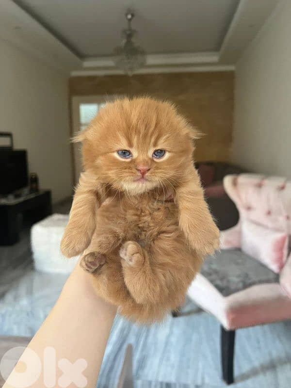 kittens for sale 5