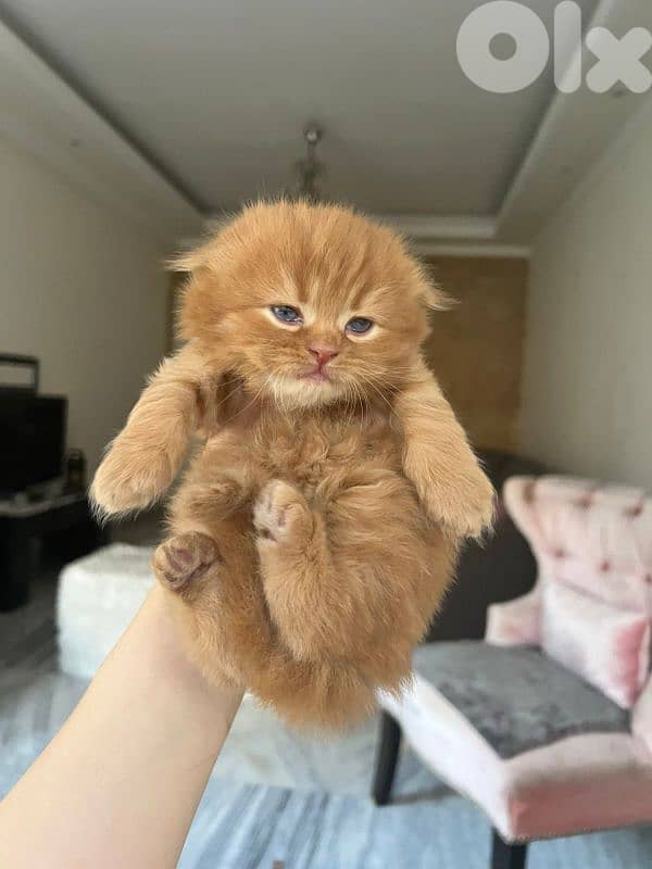 kittens for sale 6