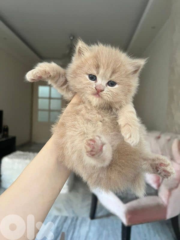 kittens for sale 7