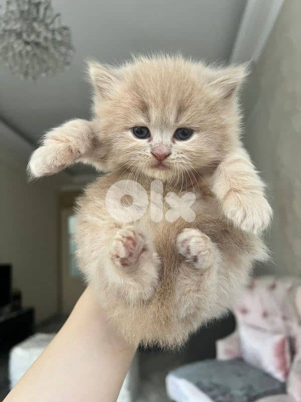 kittens for sale 8
